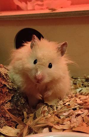 My Hamster